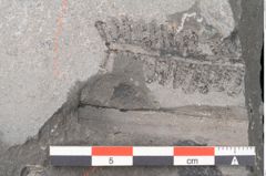 Foto (Detailansicht) von Pterophyllum longifolium Br. (NHMW-GEO-2024-0188-10632)